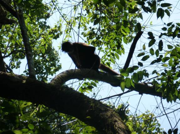 Um macaco nos observa com curiosidade do alto de uma árvore, no Parque Nacional Corcovado, na Península de Osa, no sul da Costa Rica